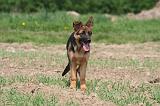 BERGER ALLEMAND 1404